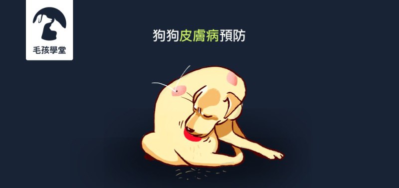 狗狗皮膚病預防-注意這三點，一起遠離狗狗皮膚病